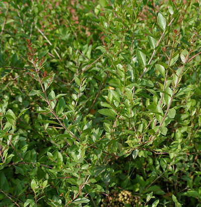Lawsonia inermis (henna plants) - photo by J.M.Garg